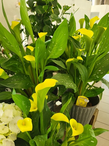 Sommer Blumen Hannover